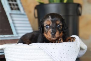 Hilda - puppy for sale