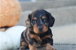 Rhonda - puppy for sale