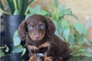 Angelica - Mini Dachshund for sale