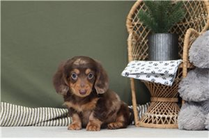 Hubert - puppy for sale