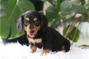 Liza - Mini Dachshund for sale