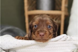 Elijah - Dachshund, Mini for sale