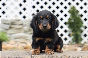 Nigel - Dachshund, Tweenie for sale