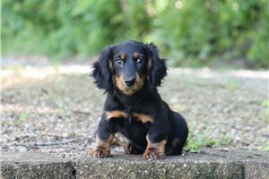 Nigel - Dachshund, Tweenie for sale
