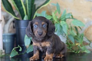 Ferris - Tweenie Dachshund for sale