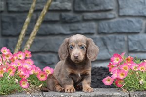 Fancy - Tweenie Dachshund for sale