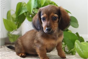 Hannah - Dachshund, Tweenie for sale