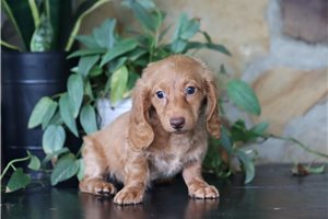 Brenda - Tweenie Dachshund for sale