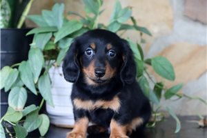 Brett - Tweenie Dachshund for sale