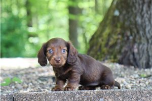 Nutmeg - Dachshund, Tweenie for sale