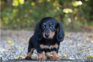 Brett - Tweenie Dachshund for sale