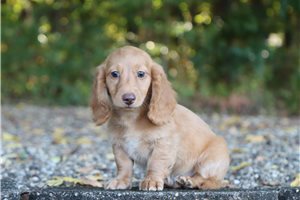 Boston - Tweenie Dachshund for sale