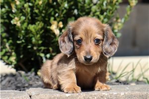 Hailey - puppy for sale