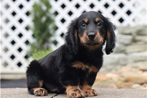 Nigel - Dachshund, Tweenie for sale