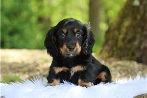 Nigel - Dachshund, Tweenie for sale