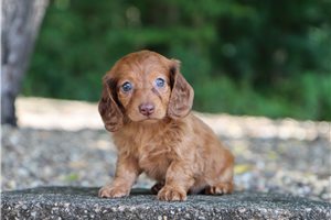 Bethany - Tweenie Dachshund for sale