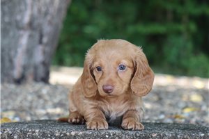 Brenda - Tweenie Dachshund for sale