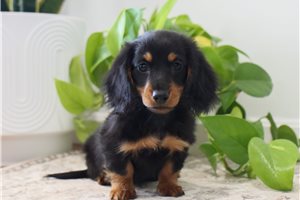 Hazel - Dachshund, Tweenie for sale