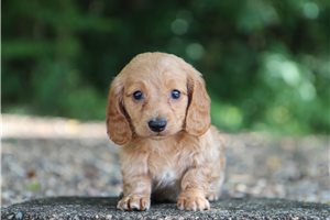 Brooke - Tweenie Dachshund for sale
