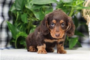 Destiny - Dachshund, Tweenie for sale