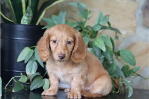 Boston - Tweenie Dachshund for sale