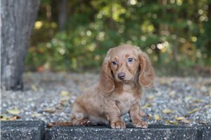 Brenda - Dachshund, Tweenie, placed in Tuscarawas Co