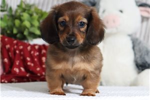 Hannah - Dachshund, Tweenie for sale