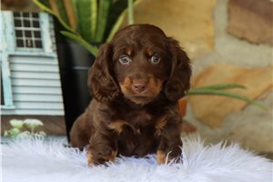 Nantucket - Dachshund, Tweenie for sale