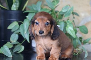 Billy - Tweenie Dachshund for sale
