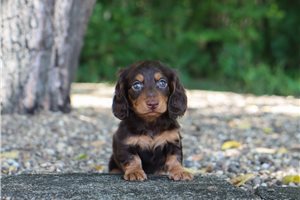 Brandon - Tweenie Dachshund for sale