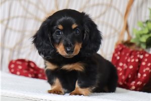 Henry - Dachshund, Tweenie for sale