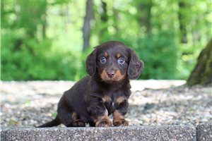 Nica - Dachshund, Tweenie for sale