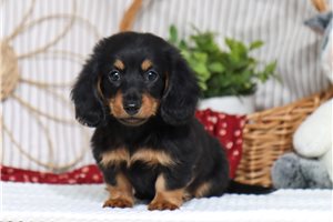 Hazel - Dachshund, Tweenie for sale