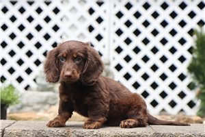 Nantucket - Dachshund, Tweenie for sale