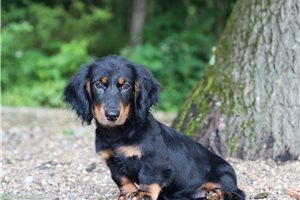 Nigel - Dachshund, Tweenie for sale