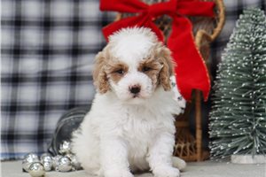 Button - Malti Poo - Maltipoo for sale