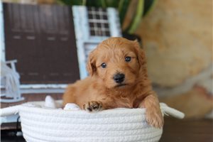 Julian - puppy for sale