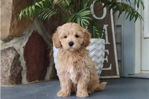 Jaxon - Malti Poo - Maltipoo for sale