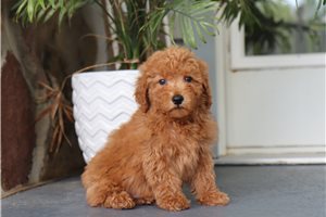 Jacob - Malti Poo - Maltipoo for sale