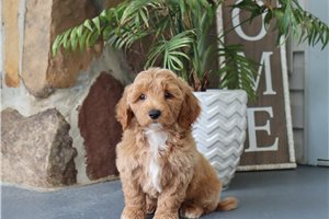 Jasmine - Malti Poo - Maltipoo for sale
