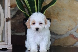 Gyro - Malti Poo - Maltipoo for sale