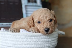 Jesse - puppy for sale