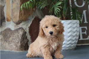 Jesse - Malti Poo - Maltipoo for sale