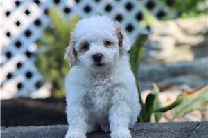 Gino - Malti Poo - Maltipoo for sale