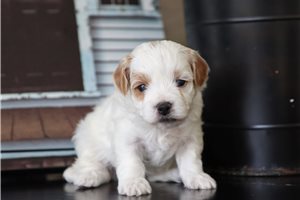 Gregory - puppy for sale