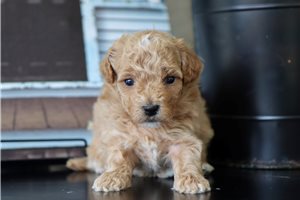 Gracie - Malti Poo - Maltipoo for sale
