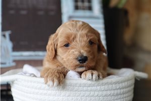 Jasmine - Malti Poo - Maltipoo for sale