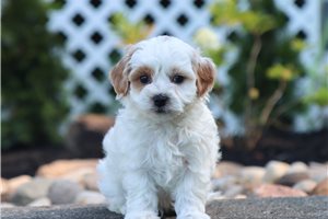 Gregory - Malti Poo - Maltipoo for sale