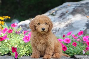 Jacob - Malti Poo - Maltipoo for sale