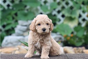 Jaxon - Malti Poo - Maltipoo for sale